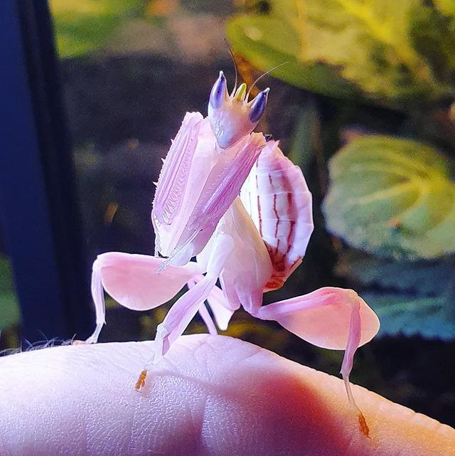 Orchid Mantis