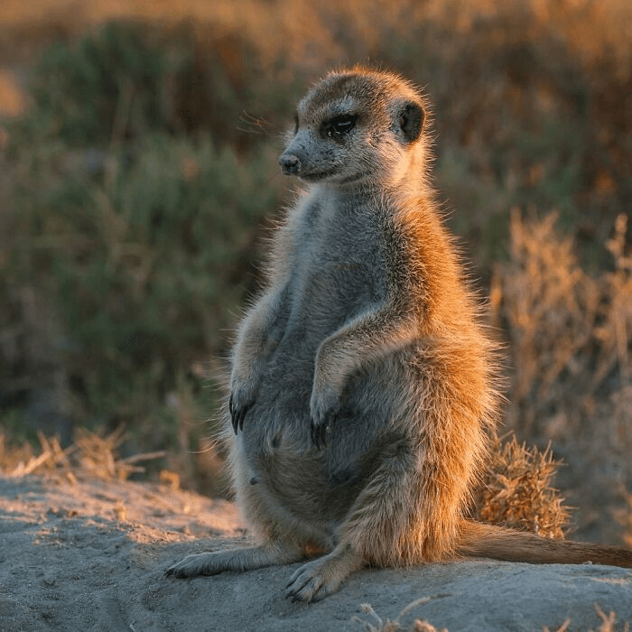 Pregnant meerkat