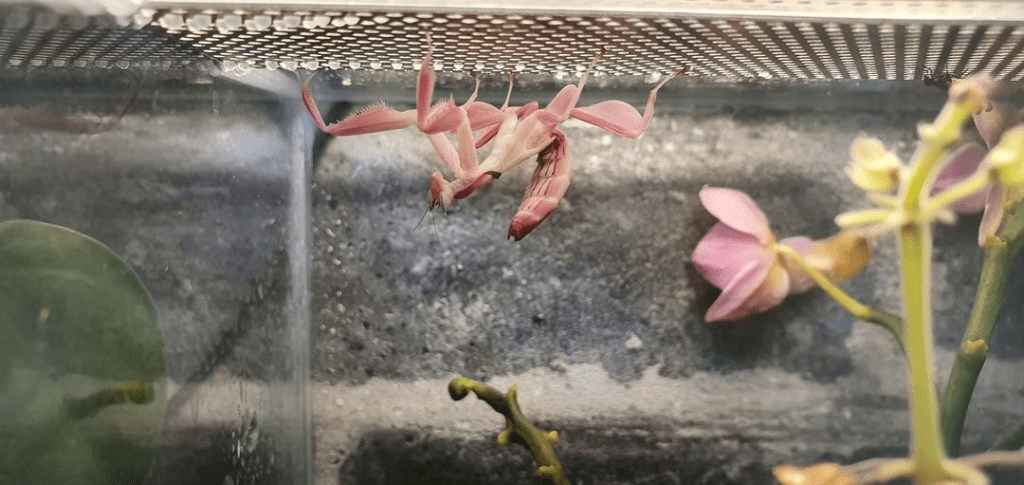 Orchid Mantis