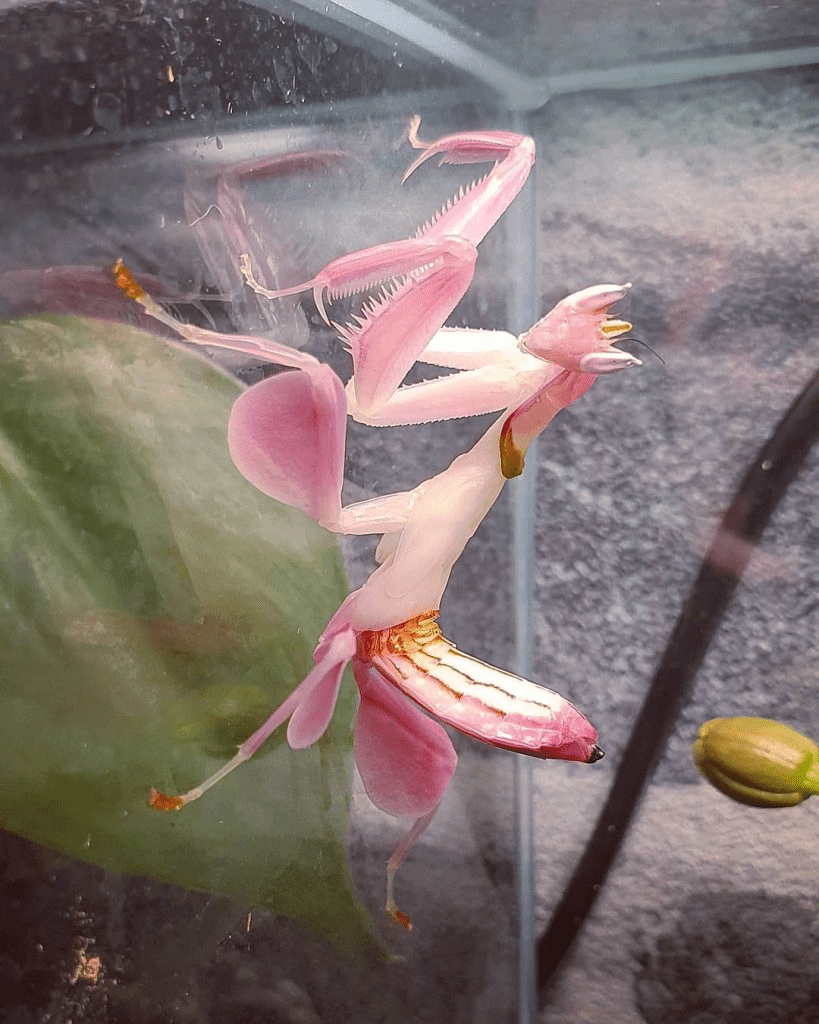 Orchid Mantis