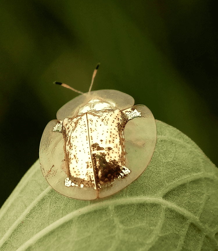 Golden Tortoise Beetles