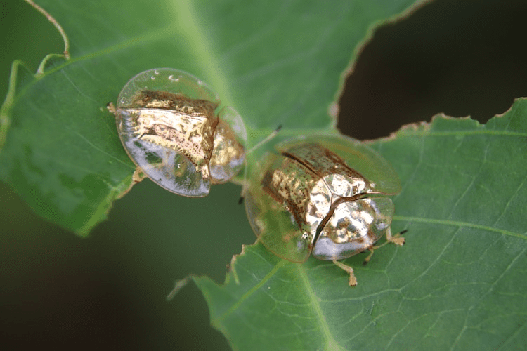 Golden Tortoise Beetles