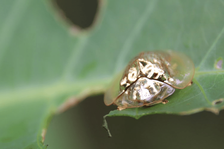 Golden Tortoise Beetles