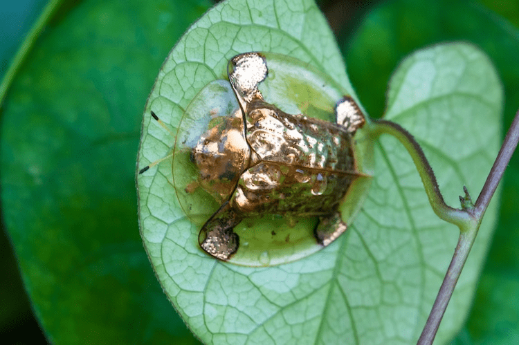 Golden Tortoise Beetles