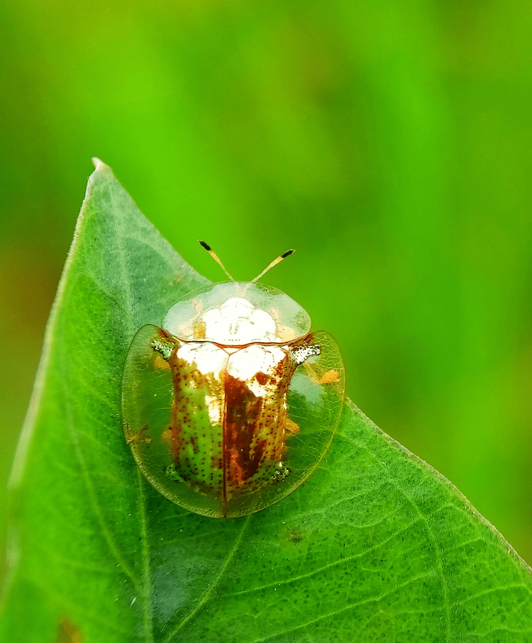 Golden Tortoise Beetles