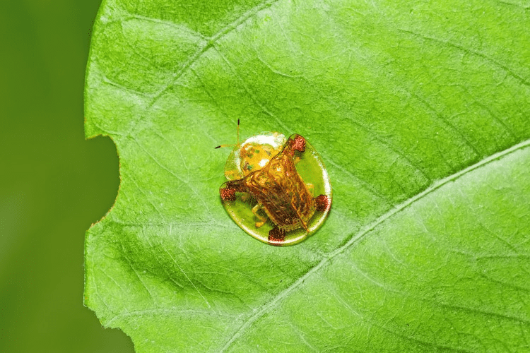 Golden Tortoise Beetles