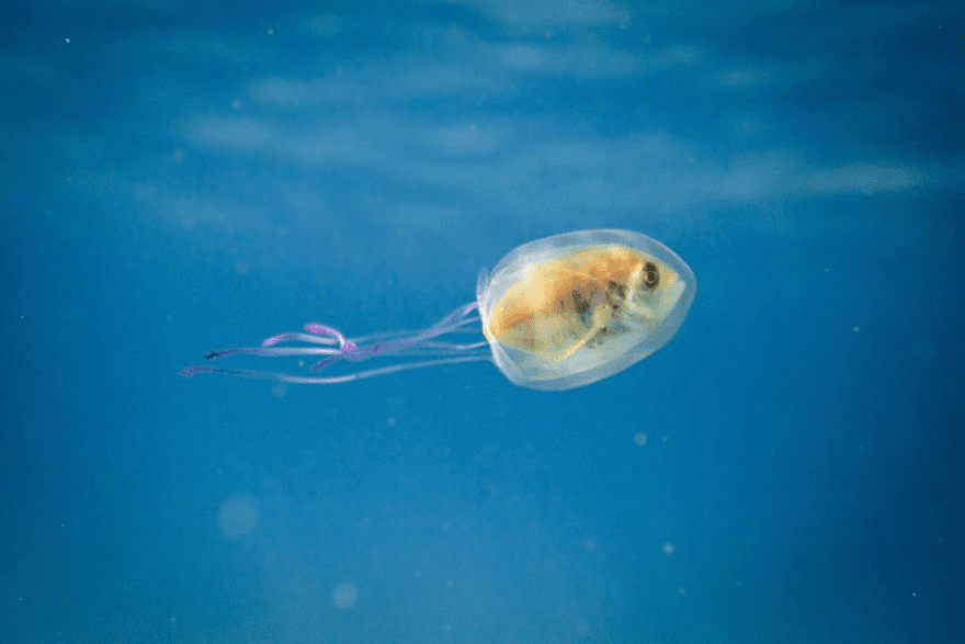 Jellyfish.