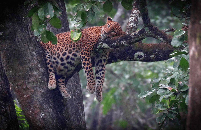 A Pregnant Leopard
