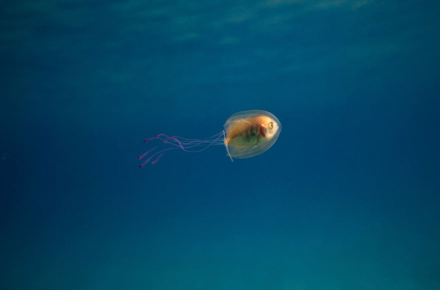 Jellyfish.