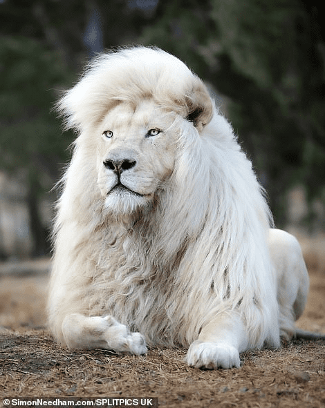 White Lion