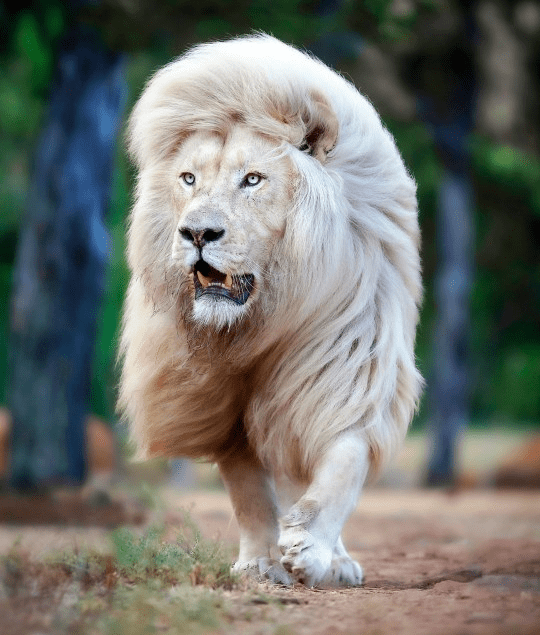 White Lion