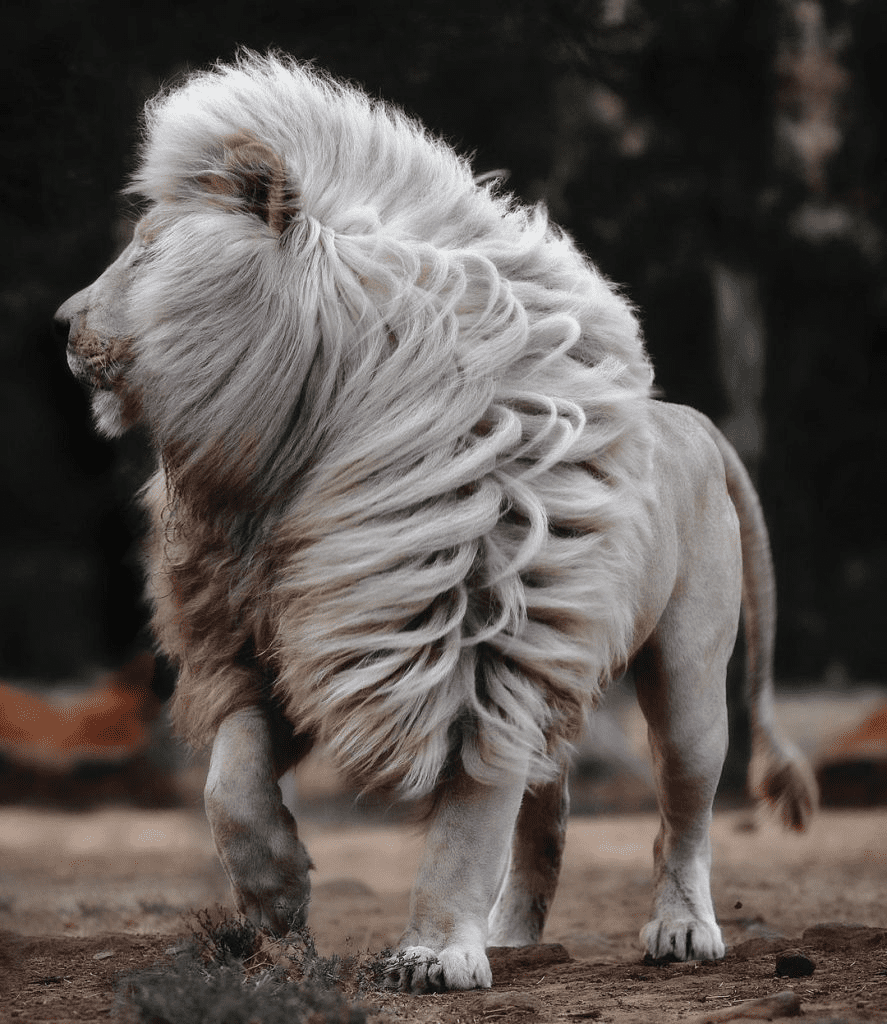 White Lion