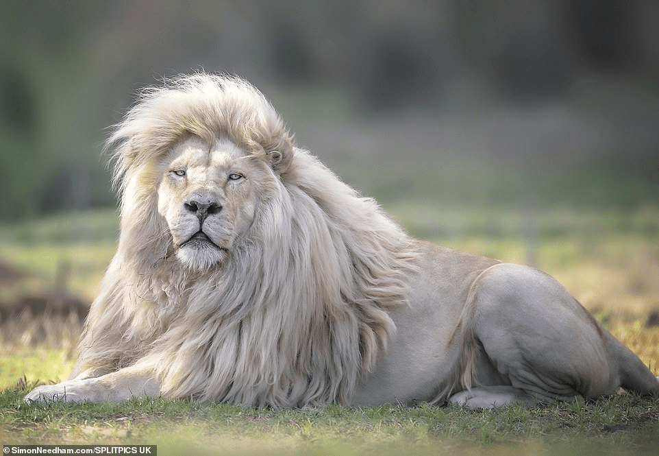 White Lion