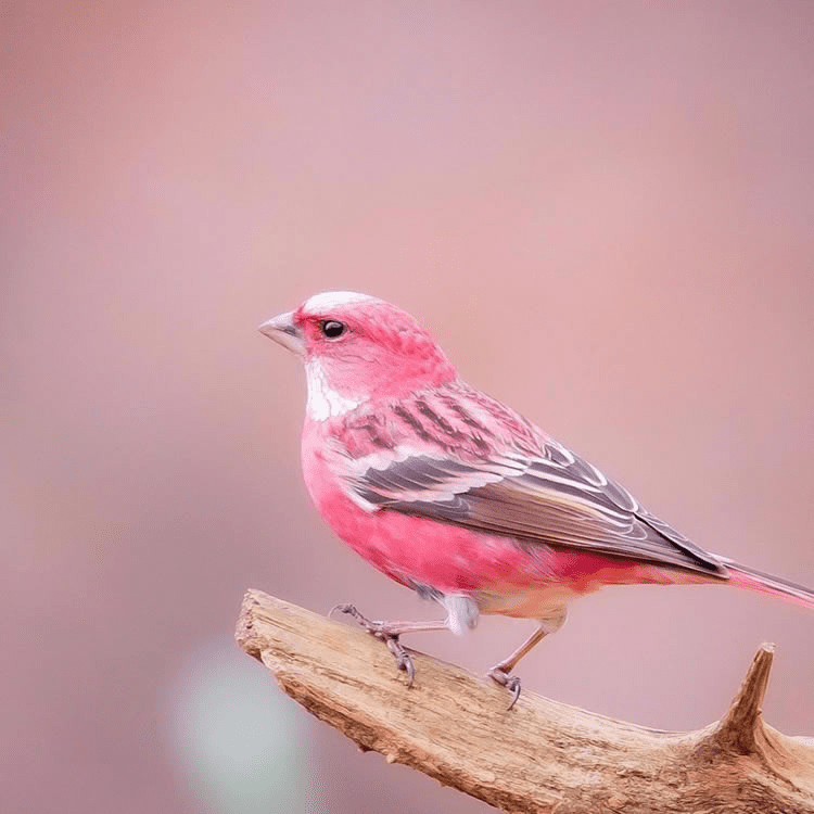 Pink-Browed Rosefinch