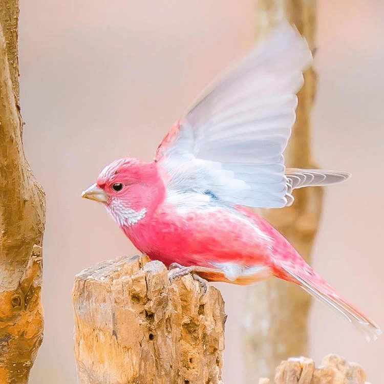 Pink-Browed Rosefinch