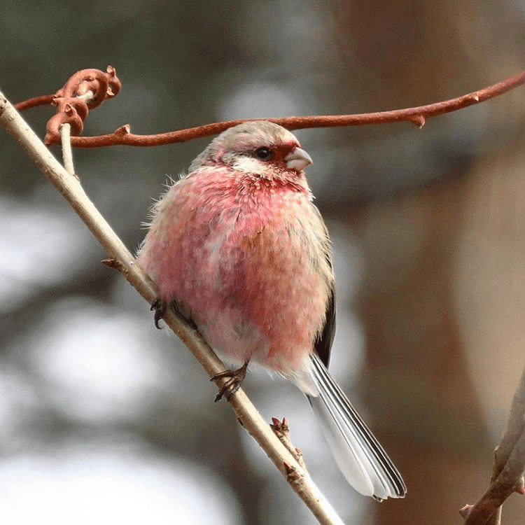 Pink-Browed Rosefinch