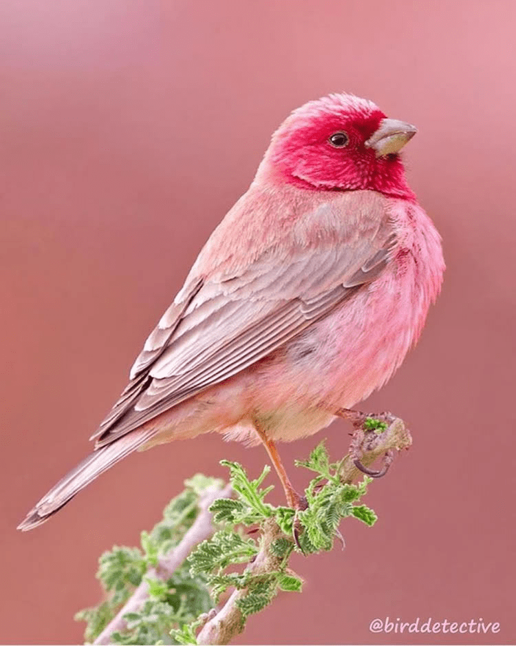 Pink-Browed Rosefinch