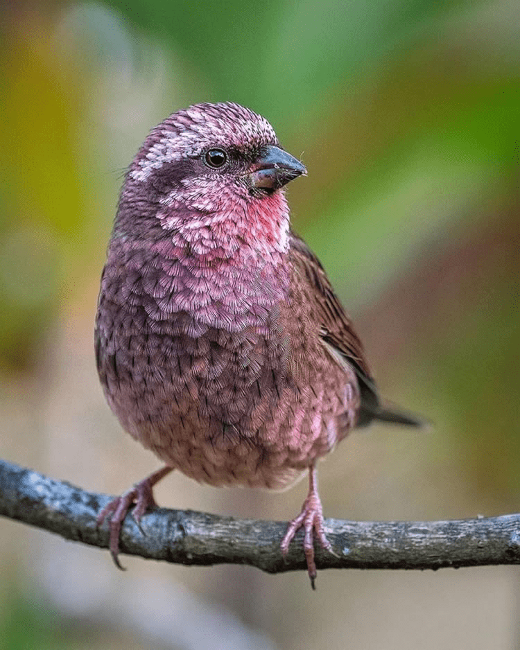 Pink-Browed Rosefinch