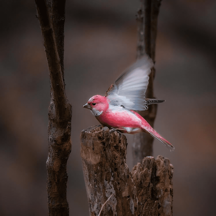 Pink-Browed Rosefinch