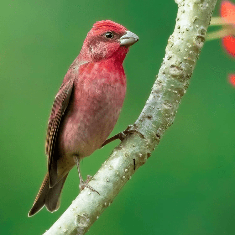 Pink-Browed Rosefinch