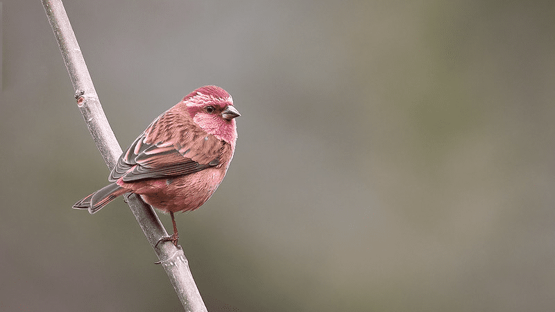 Pink-Browed Rosefinch