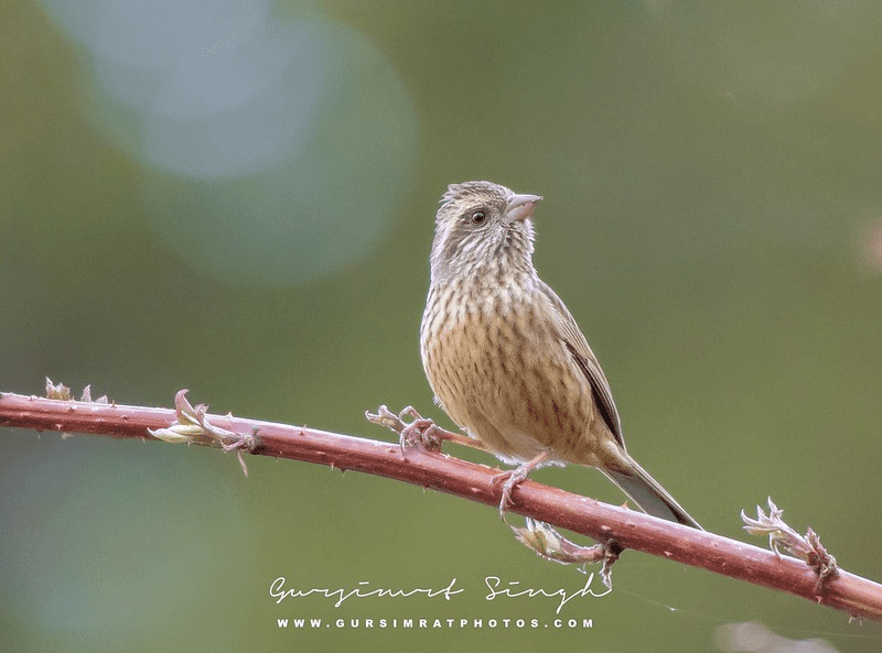 Pink-Browed Rosefinch