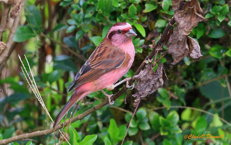 Pink-Browed Rosefinch