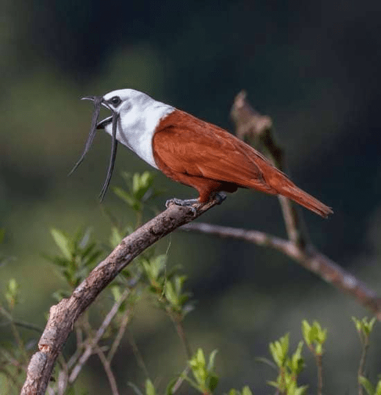 Three-Wattled Bellbird