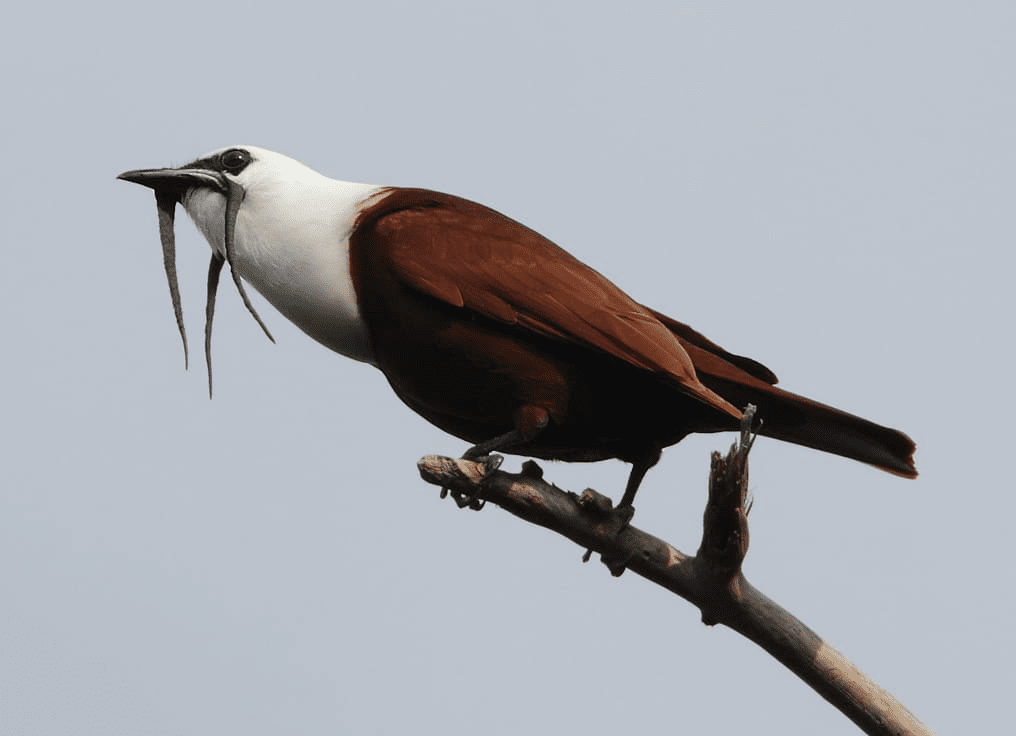 Three-Wattled Bellbird