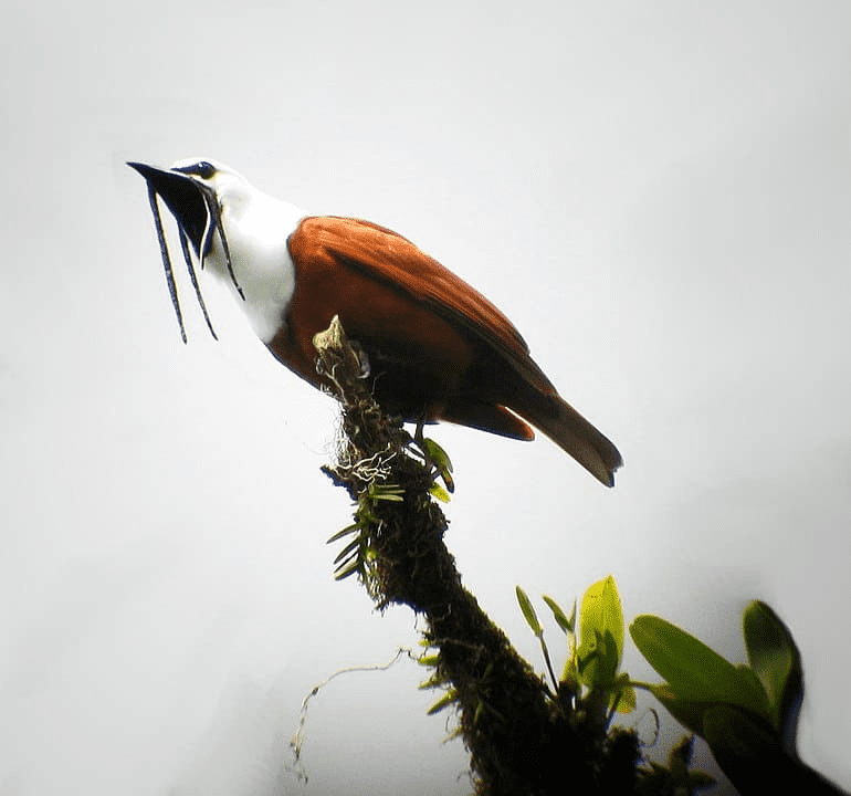 Three-Wattled Bellbird