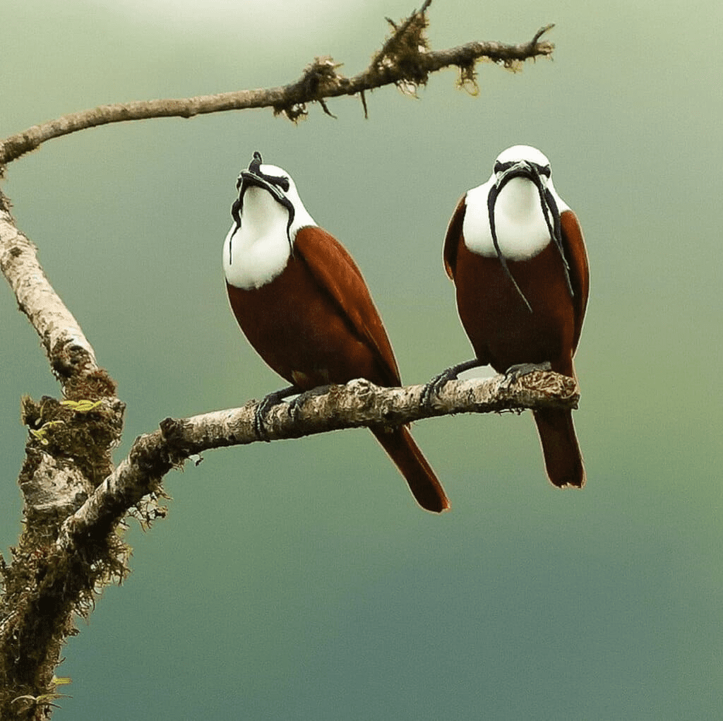 Three-Wattled Bellbird