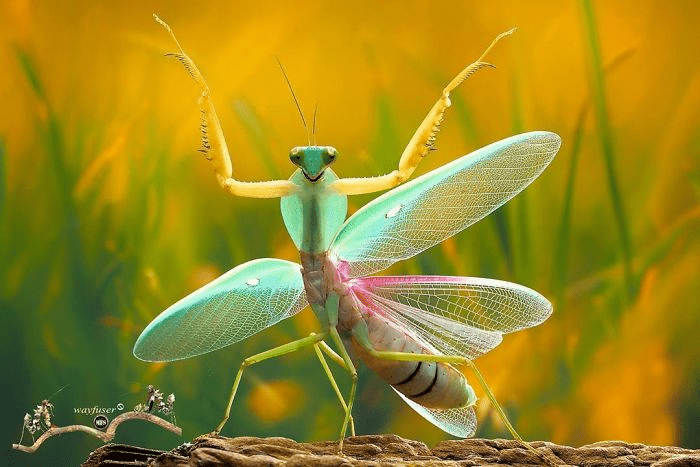 mantis