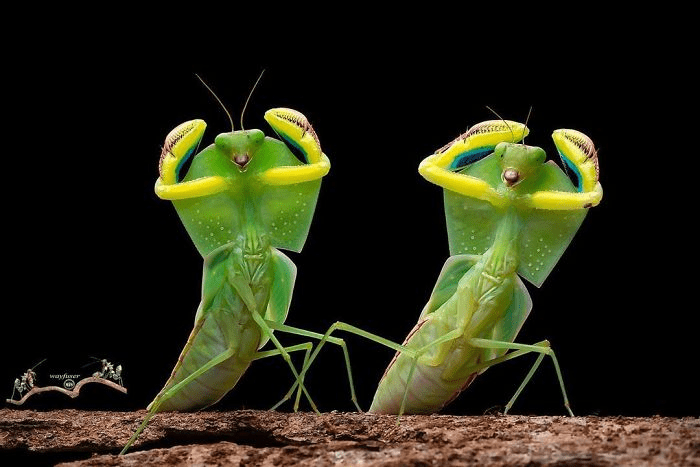 mantis