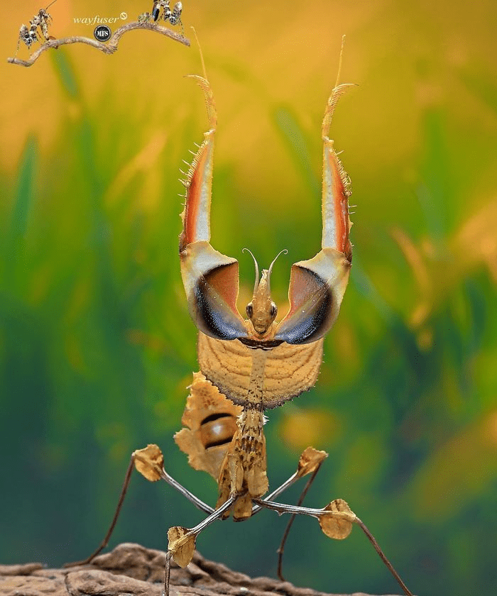 mantis