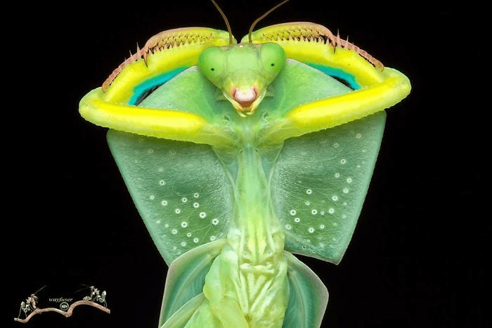 mantis