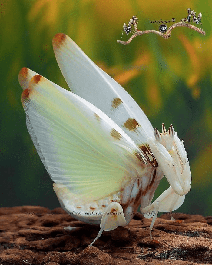 mantis