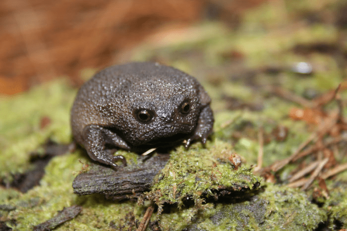 Rain Frogs 