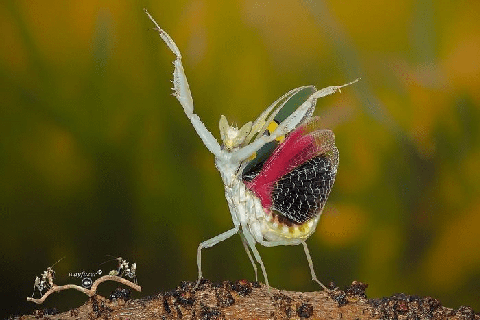 mantis