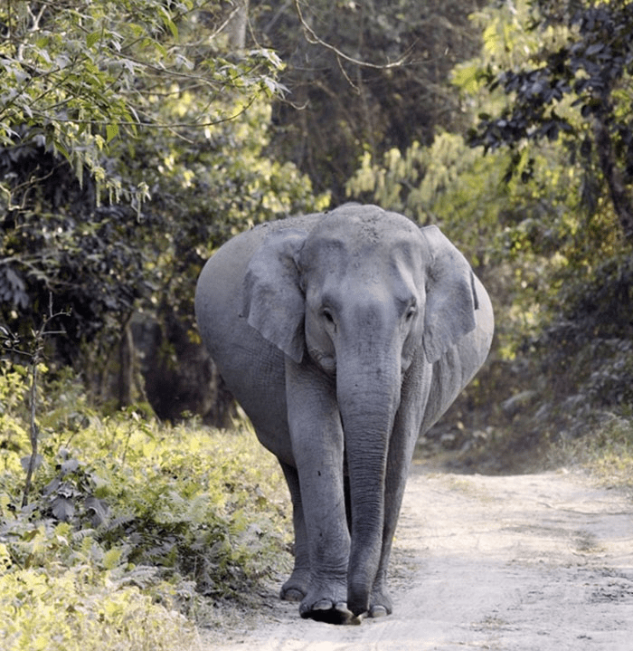 A Pregnant Elephant
