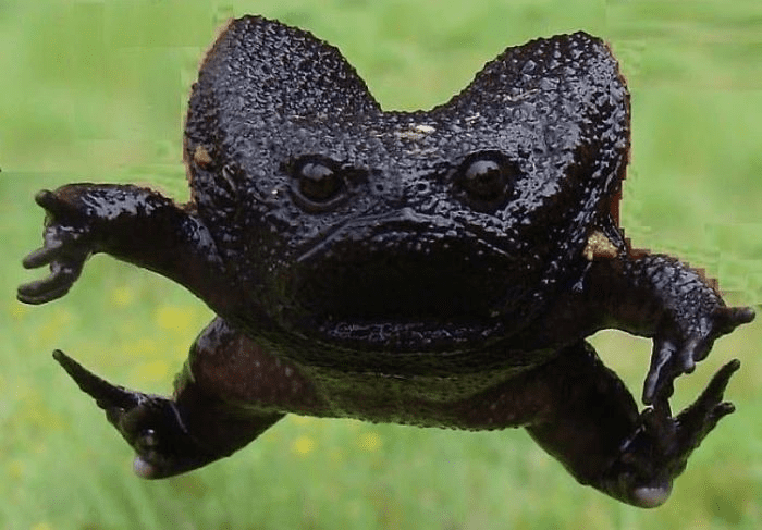 Rain Frogs 