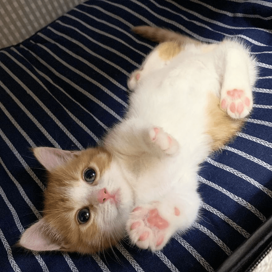 Munchkin kitten 