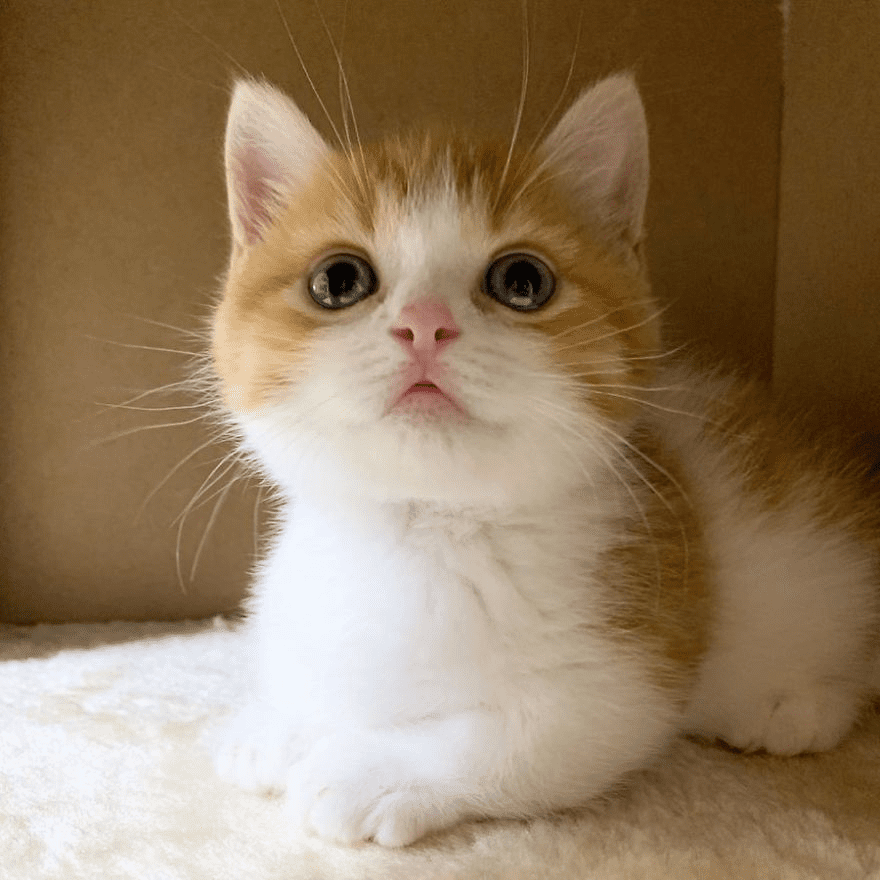 Munchkin kitten 