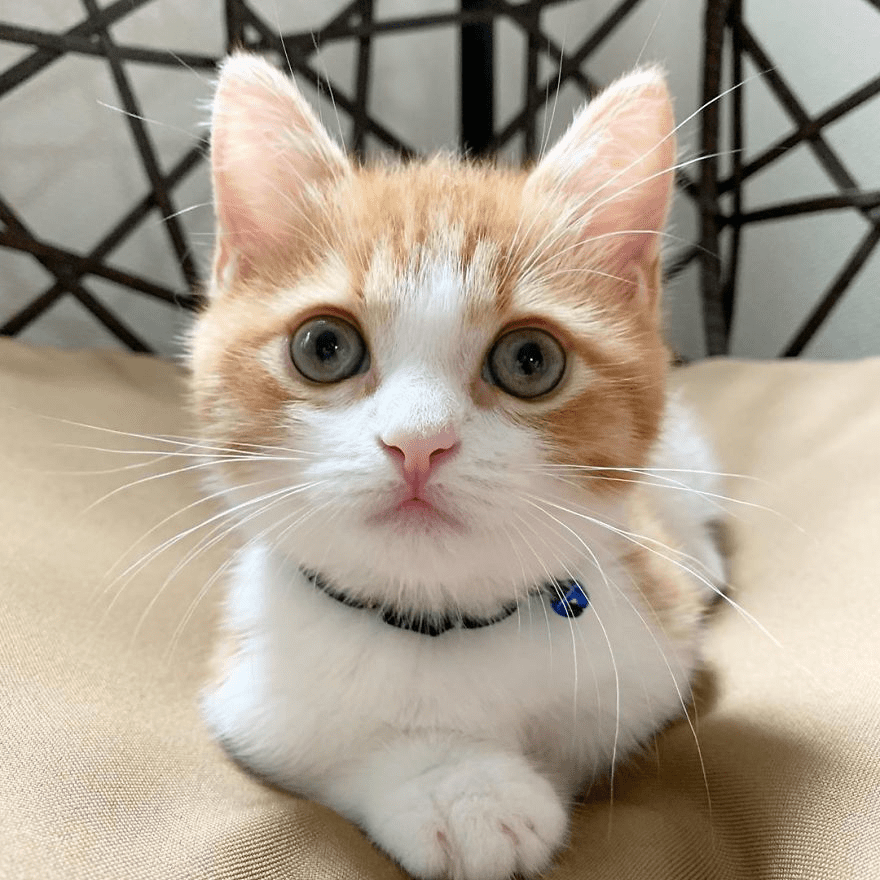 Munchkin kitten 