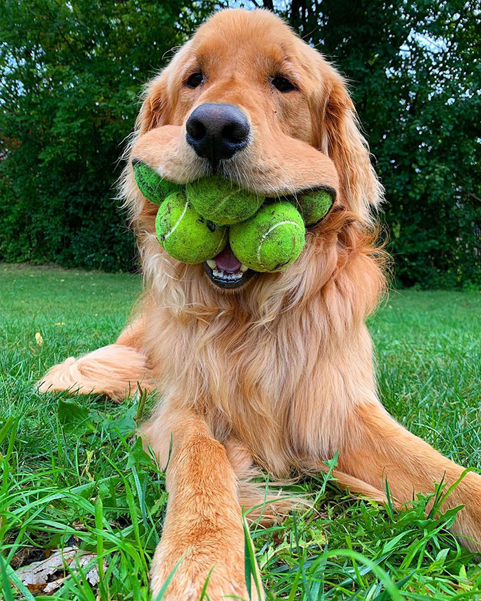 golden retriever 