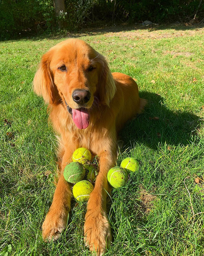 golden retriever 