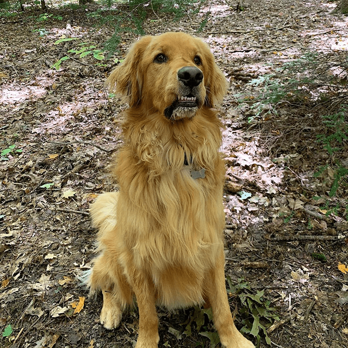 golden retriever 