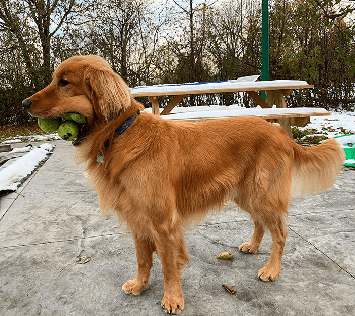 golden retriever 