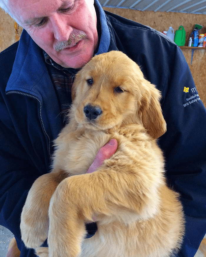 golden retriever 