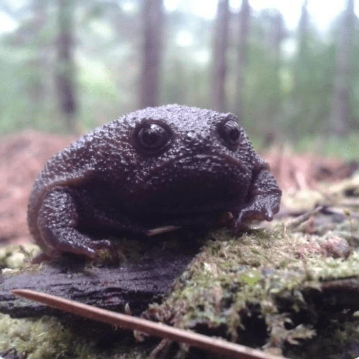 Rain Frogs 