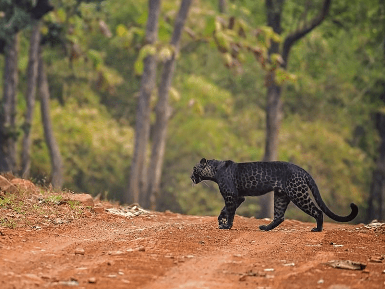 A Rare Black Leopard Spotted Wandering on a Path in India